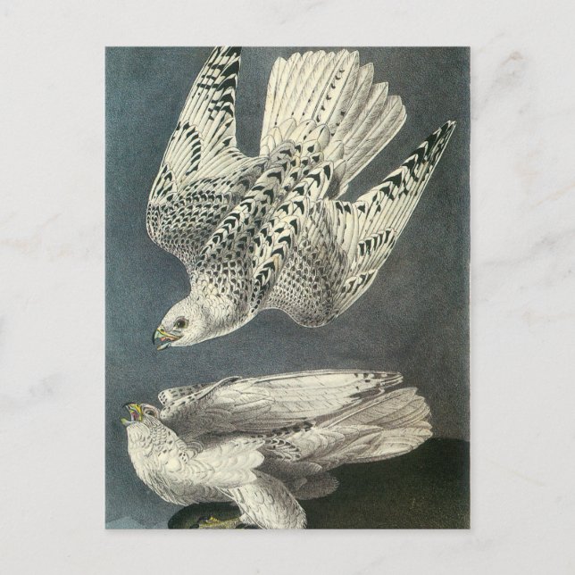 Audubon's Gyrfalcon Vykort (Framsida)