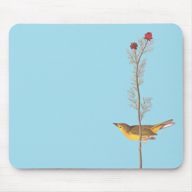 Audubon's Hooded Warbler Bird on Red Flower Musmatta (Framsidan)