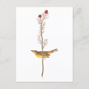 Audubon's Hooded Warbler Bird on Red Flower Vykort