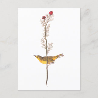 Audubon's Hooded Warbler Bird on Red Flower Vykort