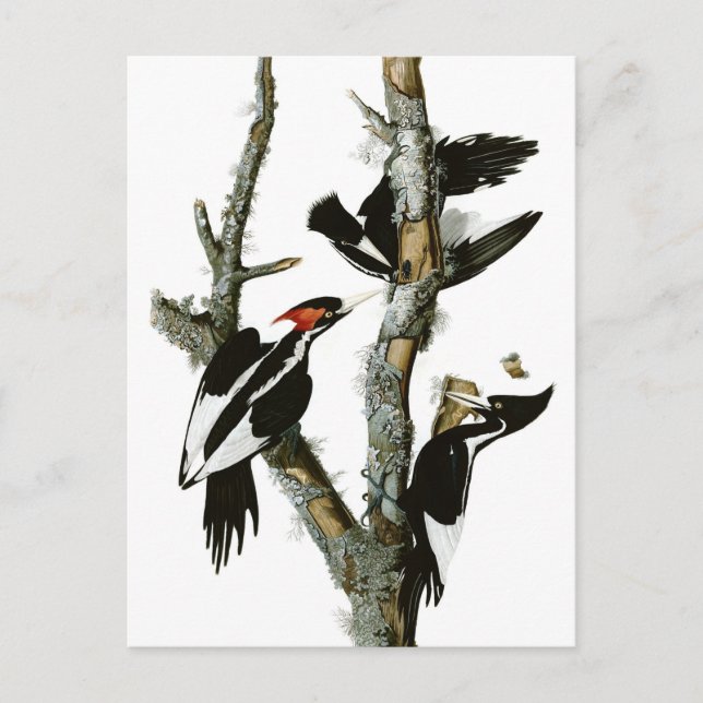 Audubon's Ivory-billed Woodpecker Vykort (Framsida)