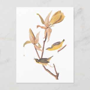 Audubon's Kentucky Warbler Bird Pair med en Spider Vykort