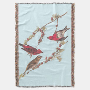 Audubons Lila Finch Three Red Birds in Winter Filt