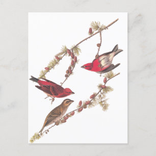 Audubons Lila Finch Three Red Birds in Winter Vykort