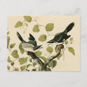 Audubon's Loggerhead Shrike Vykort