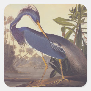 Audubon's Louisiana Heron eller Tricolor Heron Fyrkantigt Klistermärke