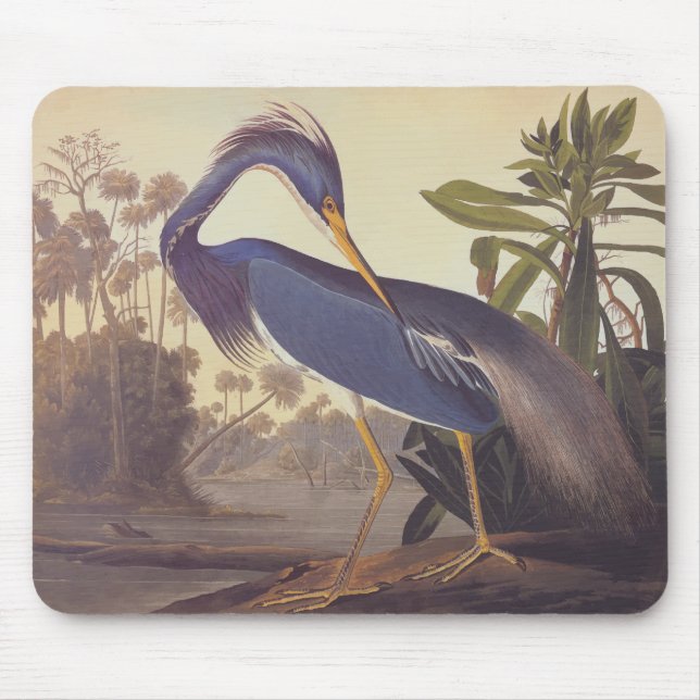Audubon's Louisiana Heron eller Tricolor Heron Musmatta (Framsidan)