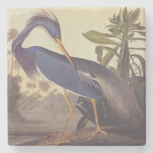 Audubon's Louisiana Heron eller Tricolor Heron Underlägg Sten