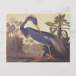 Audubons Louisiana Heron eller Tricolored Heron Vykort