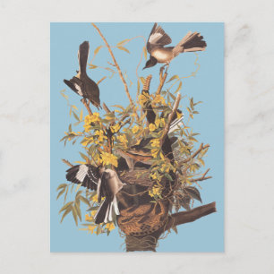 Audubon's Mocking Bird Vykort