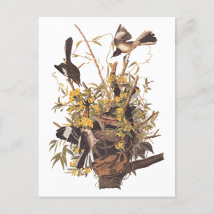 Audubon's Mockingbird vs Rattlesnake Vykort