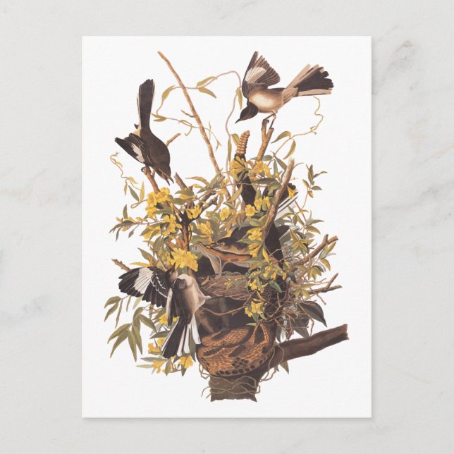 Audubon's Mockingbird vs Rattlesnake Vykort (Framsida)