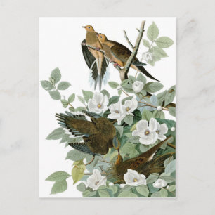 Audubon's Mourning Dove Vykort