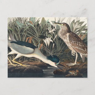Audubon's Night Heron eller Qua-Bird Vykort