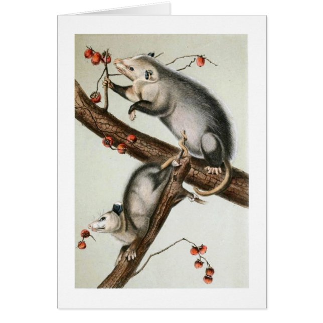 Audubons Oppossums Hälsningskort (Framsidan)