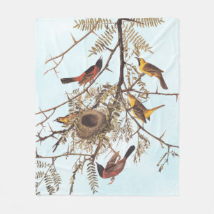 Audubon's Orchard Oriole Birds in a honey Locust Fleecefilt