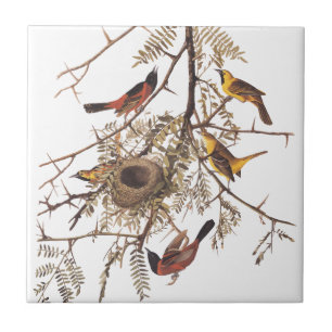 Audubon's Orchard Oriole Birds in a honey Locust Kakelplatta