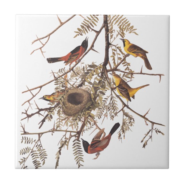 Audubon's Orchard Oriole Birds in a honey Locust Kakelplatta (Framsidan)