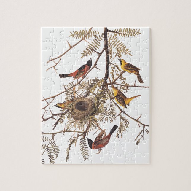 Audubon's Orchard Oriole Birds in honey Locust Pussel (Vertikal)