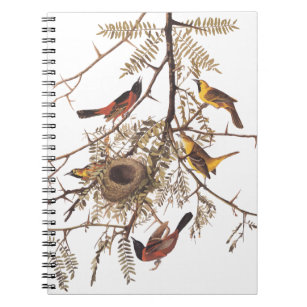 Audubon's Orchard Oriole Birds Ntesting i Träd Anteckningsbok