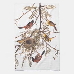 Audubon's Orchard Oriole Birds Ntesting i Träd Kökshandduk