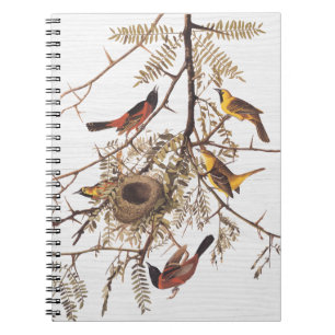 Audubon's Orchard Oriole in honey Locust Anteckningsbok