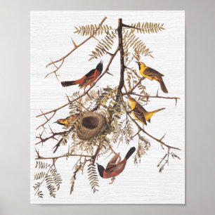 Audubon's Orchard Oriole in honey Locust Poster