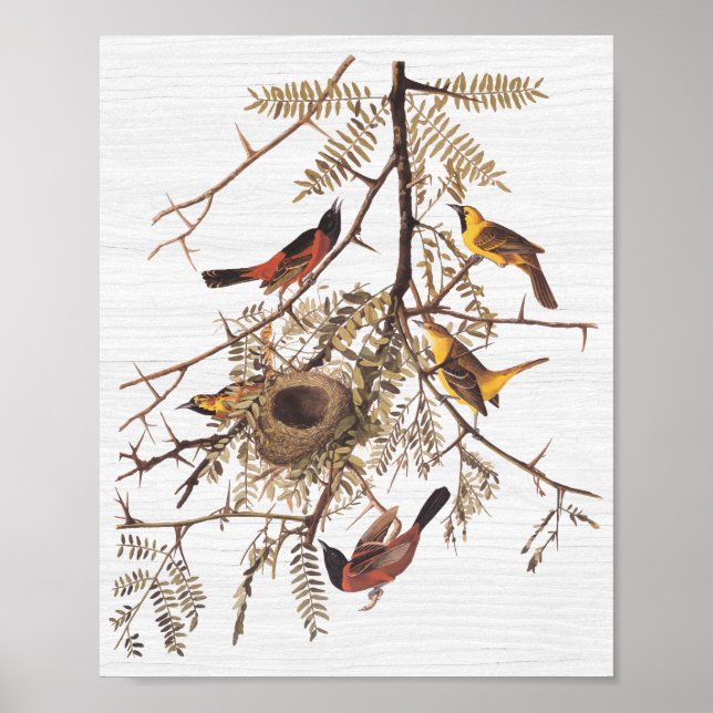 Audubon's Orchard Oriole in honey Locust Poster (Framsidan)