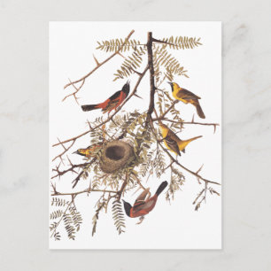 Audubon's Orchard Oriole in honey Locust Vykort