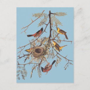 Audubon's Orchard Oriole in honey Locust Vykort