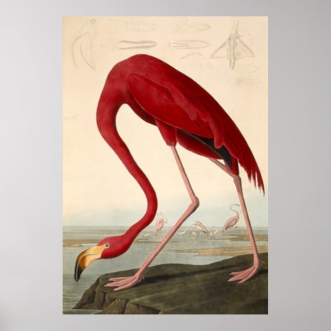 Audubon's Red Flamingo Poster (Framsidan)