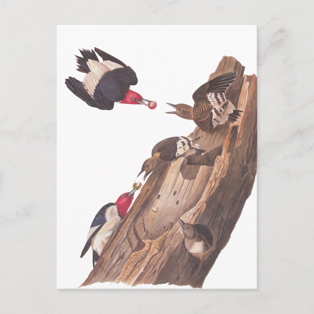 Audubon's Red-Headed Woodpecker Family in Log Vykort (Framsida)