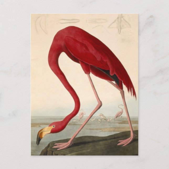 Audubons Röda Flamingo vykort (Framsida)
