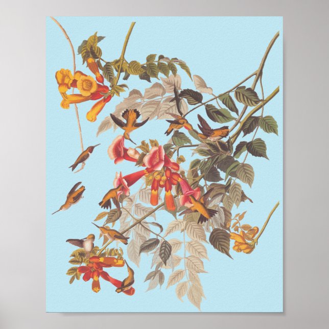 Audubon's Ruby Throated Hummingbird and Flowers Poster (Framsidan)