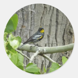Audubons sångare naturfotografi runt klistermärke