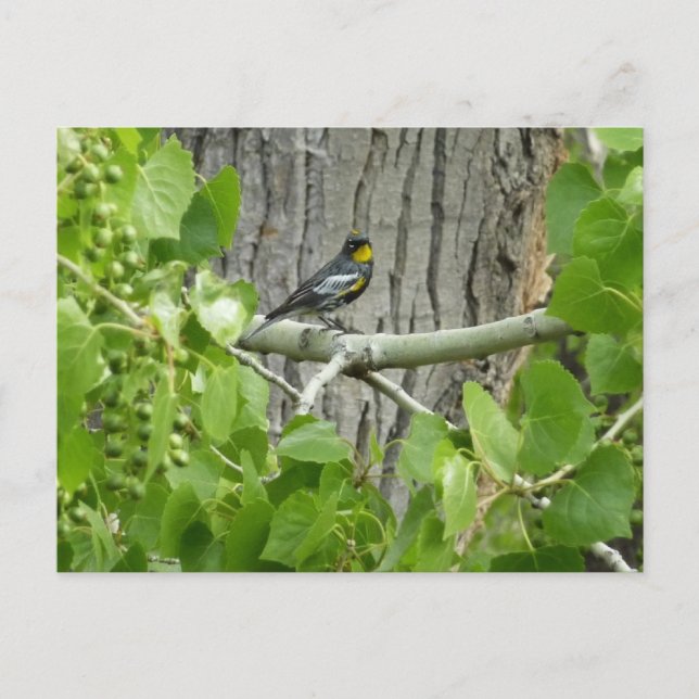 Audubons sångare naturfotografi vykort (Framsida)