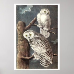 Audubon's Snowy Uggla Poster