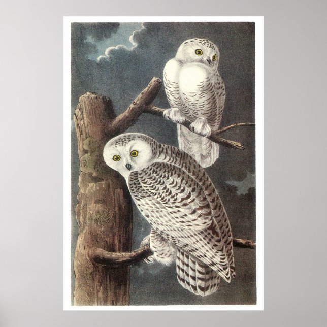 Audubon's Snowy Uggla Poster (Framsidan)