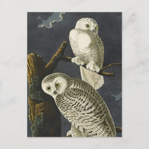 Audubon's Snowy Ugglor Vykort