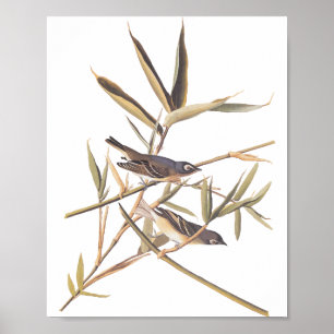 Audubon's Solitary Vireo Flycatcher Birds på Käppe Poster