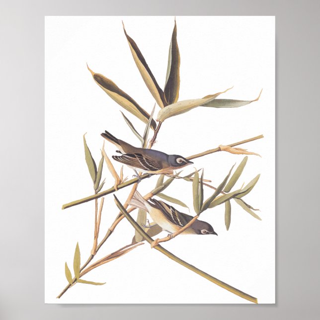 Audubon's Solitary Vireo Flycatcher Birds på Käppe Poster (Framsidan)