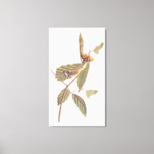 Audubon's Swainson's Warbler on Oak Gren Canvastryck