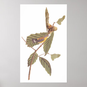 Audubon's Swainson's Warbler on Oak Gren Poster
