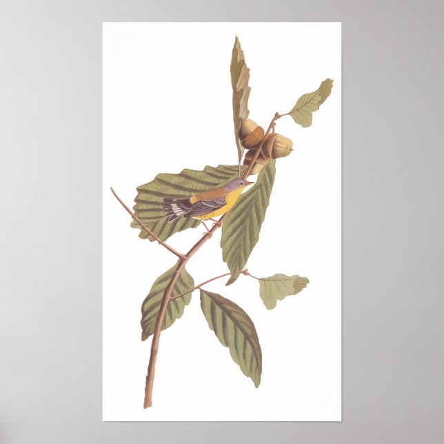 Audubon's Swainson's Warbler on Oak Gren Poster (Framsidan)