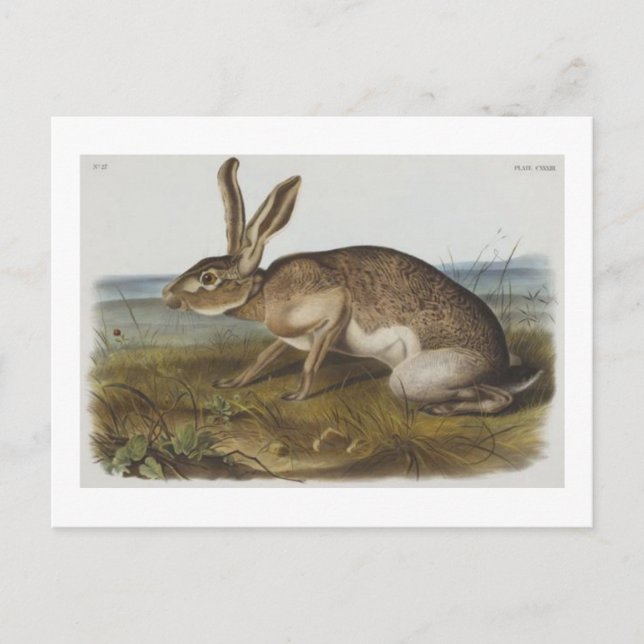 Audubon's Texian hare Vykort (Framsida)