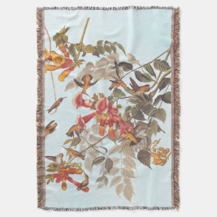 Audubon's Tropical Ruby Throated Hummingbird Filt