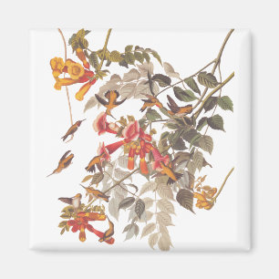 Audubon's Tropical Ruby Throated Hummingbird Magnet