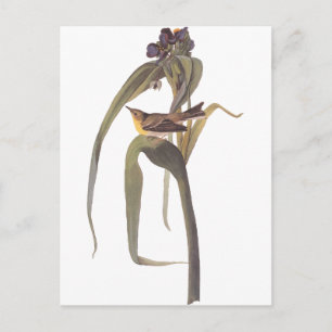 Audubon's Vigor's Vireo Vykort