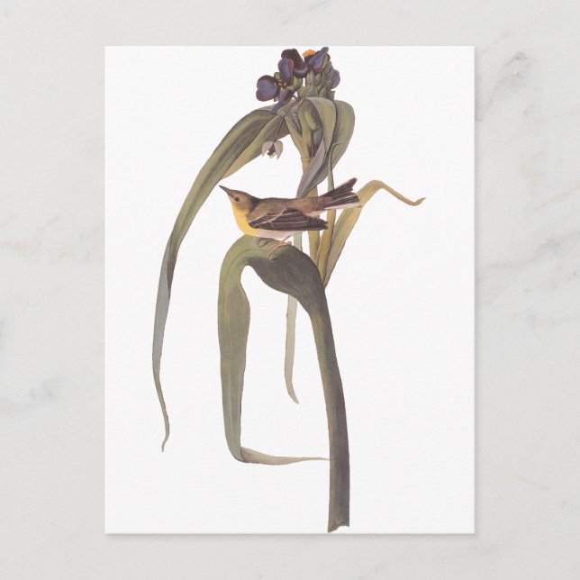 Audubon's Vigor's Vireo Vykort (Framsida)