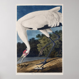Audubon's WHatercolor Illustration of Crane Waterc Poster